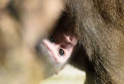'Shari', de tres semanas, se aferra a su madre, 'Kaduna', en el recinto del zoológico Hellabrunn en Munich (Alemania). Los monos taladrados se encuentran entre las especies de primates más amenazadas del mundo.