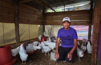 Lo que establece la normativa es que las 34.000 escuelas oficiales del país tienen que adquirir, al menos, el 50% de los alimentos a proveedores locales. Los menús se van adaptando en función de la oferta y las temporadas y tienen un valor de cuatro quetzales por niño al día (medio euro). Carlos Tipol se arriesgó a comprar gallinas sin saber muy bien cómo llevar a cabo la crianza. El Ministerio de Agricultura, Ganadería y Alimentación gestionó las vacunas y la FAO colaboró con los bebederos. “Antes solo tenía piñas y frijol, pero teníamos que intentar crecer”, cuenta desde el criadero. Ya tiene 40 ponedoras.