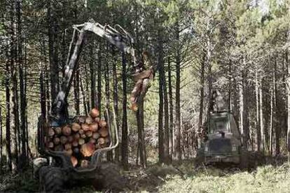 Tala de árboles para construir un campo de golf en Las Navas del Marqués (Ávila).