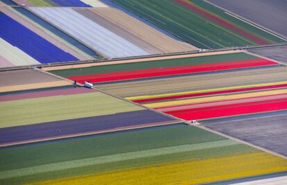 Camp de flors de Keukenhof, conegut també com el Jardí d'Europa, a Lisse, Holanda.