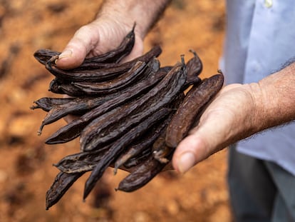 Un agricultor muestra un puñado de algarrobas, cuya cotización ha elevado los hurtos en los campos.