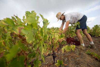 José, alias 'Rancapino el chico', de 16 años, corta uva en una finca de Almáchar (Málaga).