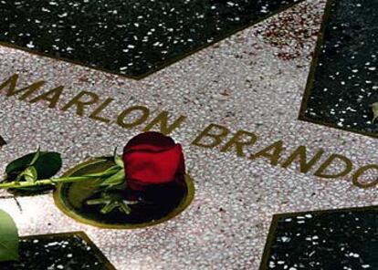 En señal de luto, una solitaria rosa yacía ayer sobre la estrella de Marlon Brando en el Paseo de la Fama de Hollywood.