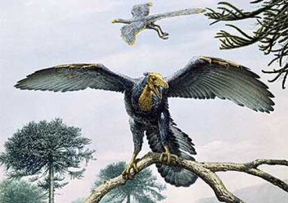 Aí era el <i>Archaeopteryx</i>