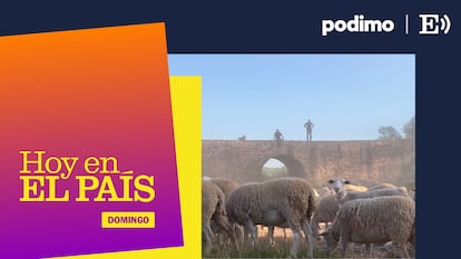 ‘Podcast’ | Si las ovejas van en camiones, ¿hay futuro para la trashumancia?