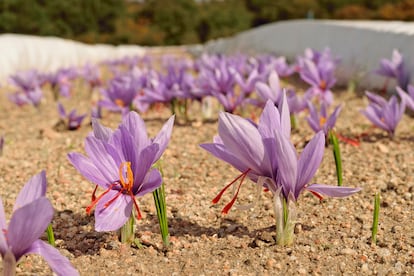 Azafrán en flor. En Villa General Belgrano, en la provincia de Córdoba, los bulbos son plantados en cajones de cemento en altura.