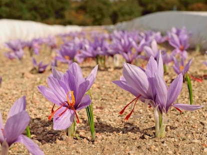 Azafrán en flor. En Villa General Belgrano, en la provincia de Córdoba, los bulbos son plantados en cajones de cemento en altura.