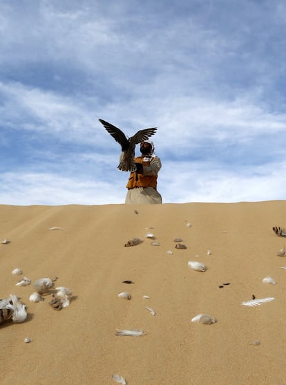 A hunting falcon prepares to fly the al-Marzoon Hunting reserve, 60 Kilometres south of Madinat Zayed, in the United Arab Emirates, on February 1, 2016. / AFP / KARIM SAHIB