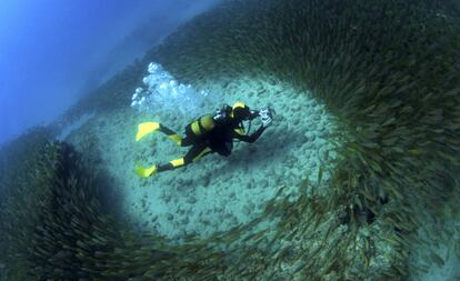 A scuba-diver photographing a school of fish in Gran Canaria.