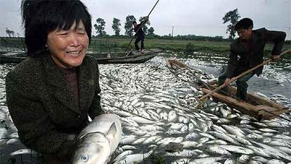 Una mujer de Hangzhou, en la provincia de Zhejiang, en el este de China, se lamenta de la muerte de peces.