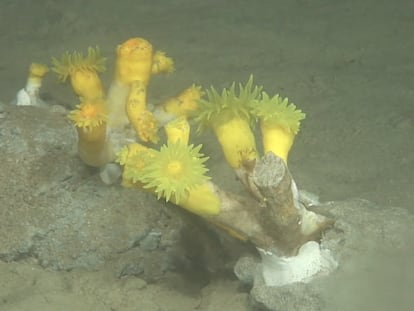 Uno de los organismos rescatados de las redes de pesca que ha conseguido sobrevivir en su regreso al fondo marino.