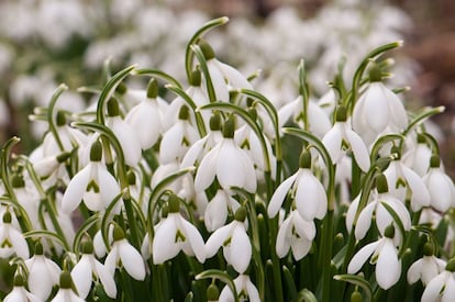 Un grupo de flores de Perforanieves (‘Galanthus nivalis’).