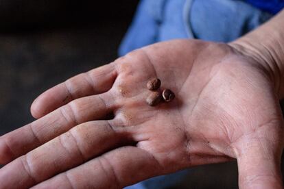 El café salvadoreño es de la variedad arábica, que a diferencia de la robusta es muy sensible al cambio climático. Es cultivado dentro del Corredor Seco donde las condiciones del clima son extremas.