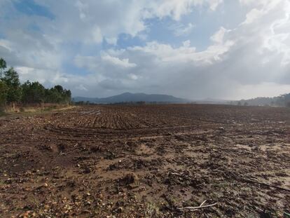 Terrenos de Carregal, en Tomiño (Pontevedra).