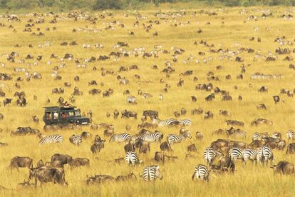 La mejor época para visitar Masai Mara (en la foto) es en octubre, tras las lluvias, cuando centenares de miles de herbívoros se concentran en las grandes praderas del río Mara, al suroeste de Kenia. Son los supervivientes de la gran migración, que suele comenzar en junio, coincidiendo con la estación seca en las llanuras del Serengueti (Tanzania). Más de un millón de ñúes y cerca de 350.000 gacelas y 50.000 cebras emprenden un peligroso viaje de 2.000 kilómetros en busca de pastos frescos, en el que tienen que vadear los ríos Grumeti y Mara, infestados de cocodrilos. Se calcula que cada año son devorados unos 100.000 animales, un festín en el que también participan hordas de leones y hienas. Los supervivientes y sus crías emprenderán el regreso en noviembre, al comienzo de la estación de las lluvias en el Serengueti, para aparearse. Y vuelta a empezar. El fenómeno está vinculado a las lluvias, por lo cual cada ciclo es diferente.