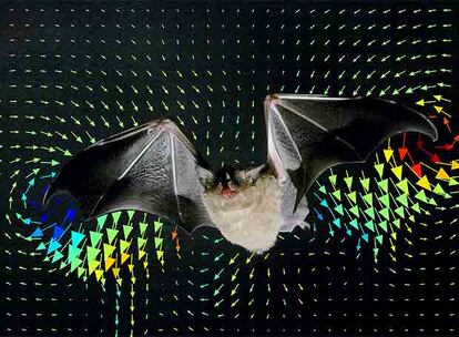 Imagen de un murciélago en el túnel de viento con los datos aerodinámicos de su vuelo.