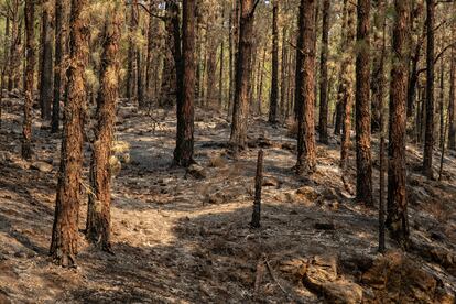 Bosque de pinos en Las Raíces (El Rosario), donde eran evidentes las huellas del incendio que sufrió el jueves.