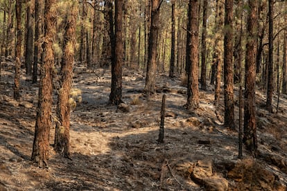 Bosque de pinos en Las Raíces (El Rosario), donde eran evidentes las huellas del incendio que sufrió el jueves.