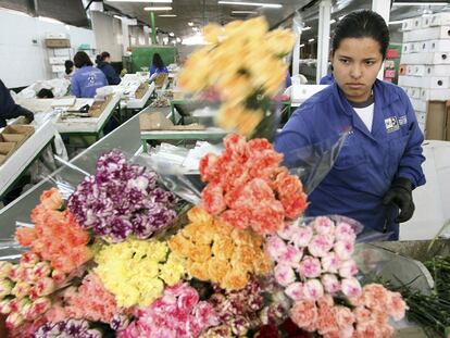 Empresa de exportación de claveles en Facatativá, cerca de Bogotá, un sector que exporta más de 1.000 millones de dólares al año.