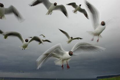 Gaviotas cabecinegras en la ría de Villaviciosa (Asturias).