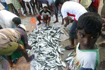 Varios pescadores improvisan un mercado en Hikkaduwa, un pueblo en el sur de Sri Lanka.