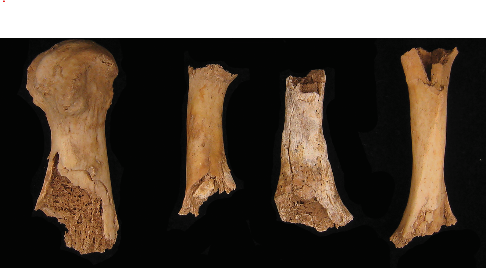 Huesos que muestran daños atribuidos a la posible masticación humana: de izquierda a derecha: metatarsiano 1, metatarsiano, clavícula, metatarsiano.