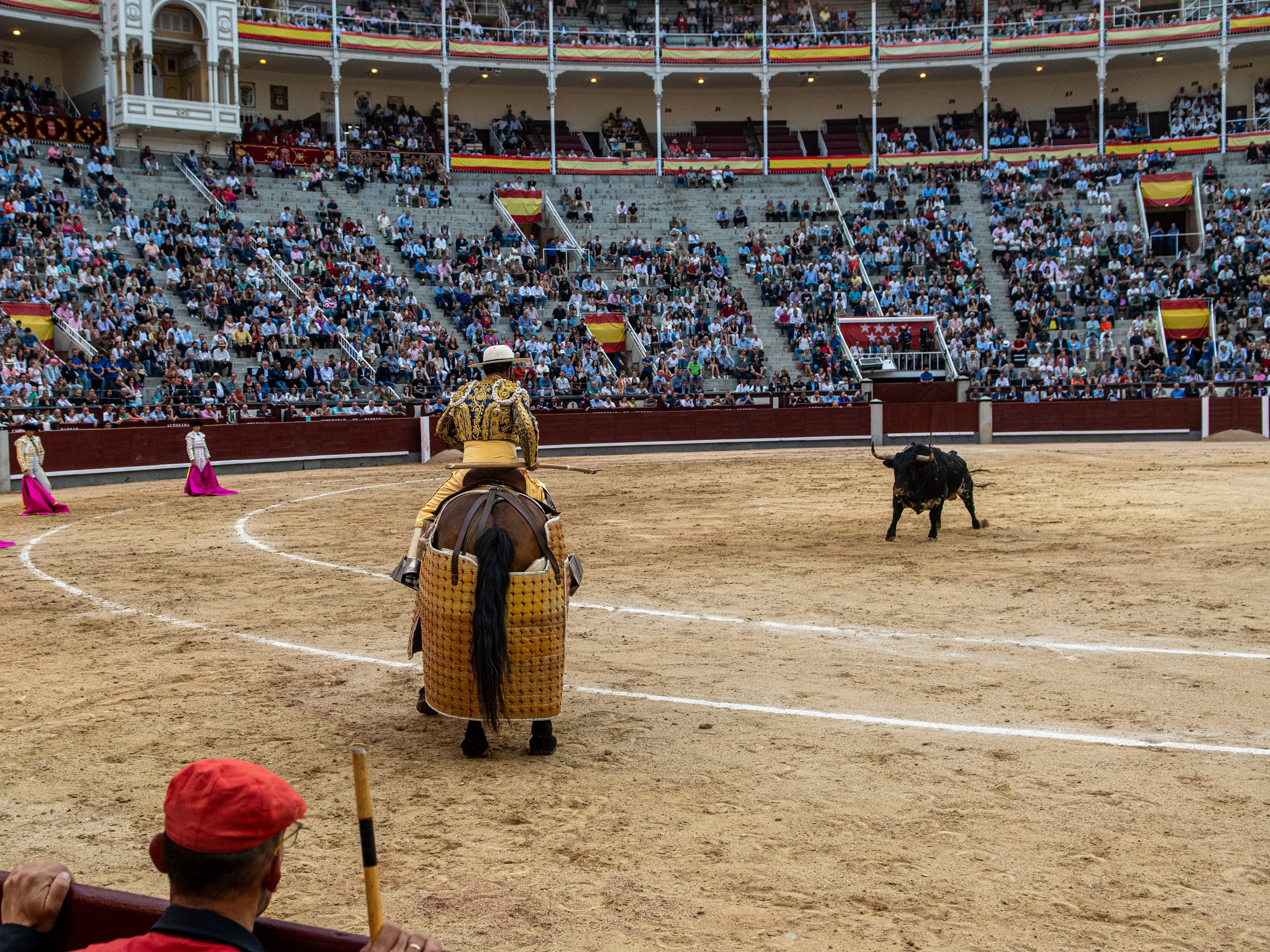 El toro bravo, un bello y poderoso objeto de desamparo