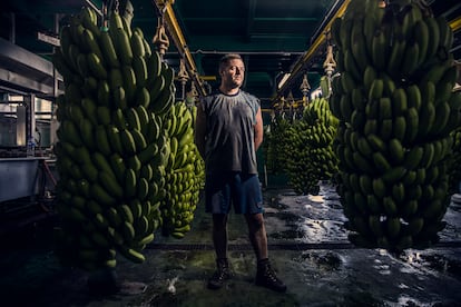 Yulian Lorenzo, el martes en un local de empaquetado de plátanos en Fuencaliente (La Palma).