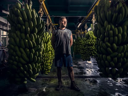 Yulian Lorenzo, el martes en un local de empaquetado de plátanos en Fuencaliente (La Palma).