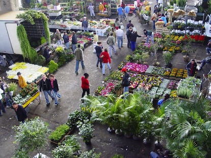 Na chegada você tem a impressão de que está prestes a entrar em um universo descompassado com seu espírito. Seu objetivo é comprar umas plantinhas, aumentar seu contato diário com a natureza nessa cidade cada vez mais cinza e esperava uma vibe mais de paz para esse seu momento zen. Mas, amigo, ali é caos: é rebolar para escapar de carrinhos carregados de vasos (os motoristas são profissionais), é ignorar esbarrões de pessoas apressadas cujos olhos apontam planilhas de compras (elas são organizadas), é saber que às vezes falta luz (mas ela pode voltar rápido). Você entra meio desconfiado, mas logo começa a descobrir os motivos que fazem a visita valer a pena: aquela planta que você quer, plantólatra, está ali. E as que você não sabia que queria, também. E elas custam tão mais barato que nas floriculturas (em média de 10 a 15 reais um vaso médio) que vai ser sua vez de contratar o carrinho quase atropelador (a 25 reais) para carregá-las para o carro. E saiba: é tanta coisa acontecendo ali que a cada visita é possível descobrir um box inteiramente novo pra você. No fim, acho que o que mais me atrai na Feira de Flores da Ceagesp é que ela é uma síntese de São Paulo: um lugar caótico, feio a primeira vista, mas que quando você começa a entender descobre suas muitas belezas. E se vicia. (Talita Bedinelli)