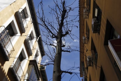 Un ejemplar de peral muerto por exceso de agua en la calle del Arenal.