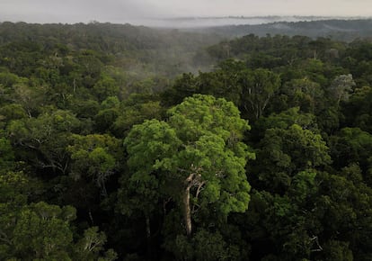 Vista aérea de la selva amazónica en Manaos (Brasil).