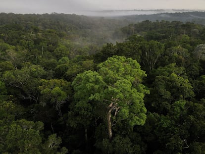 Vista aérea de la selva amazónica en Manaos (Brasil).