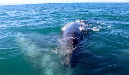 Una ballena en la laguna Ojo de Liebre (Baja California Sur).