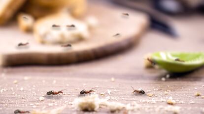 Las trampas para hormigas son un remedio eficaz para el hogar. GETTY IMAGES.