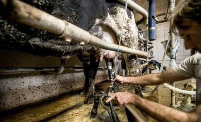 Un ganadero en una planta de Girona