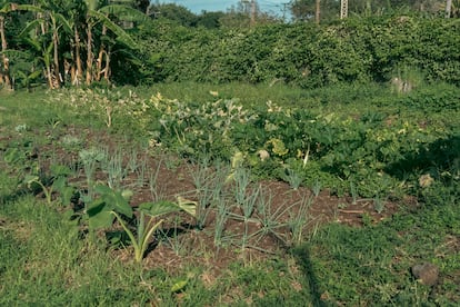 A garden where bananas, chives, passion fruit and wild taro are grown, inside the prison.