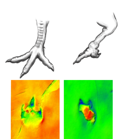 Reconstrucción plausible de la deformidad del pie del terópodo. El segundo dedo del pie, en lugar de extenderse como es común en los dinosaurios tridáctilos, estaba curvado hacia atrás. Todas las huellas del pie izquierdo muestran esta deformidad, a diferencia de las huellas del pie derecho.