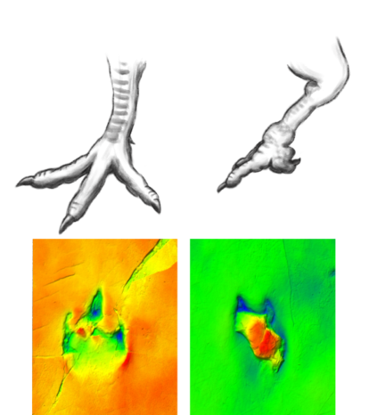 A plausible reconstruction of the deformed foot on the dinosaur. The second toe curved back instead of extending the normal way in three-toed animals. All the left-foot tracks show this deformity. 