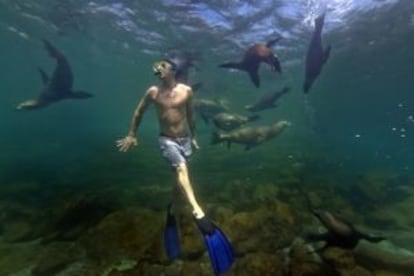 Mergulho com snorkel entre leões marinhos na Baixa Califórnia (México).