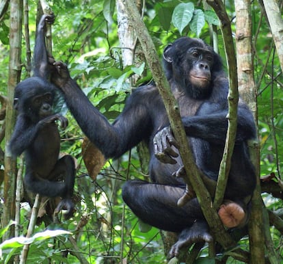 Una hembra de bonobo con los genitales hinchados.