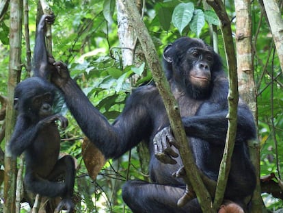 Una hembra de bonobo con los genitales hinchados.