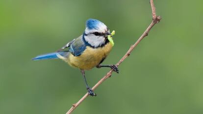 Cuidar de la biodiversidad para proteger nuestra salud