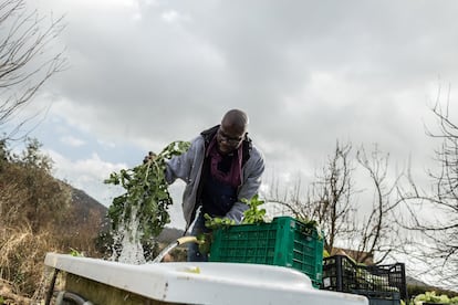 Ismail lava hojas de brócoli recién cortadas. El brócoli se empaquetará y venderá en los mercados con los que trabaja la cooperativa.