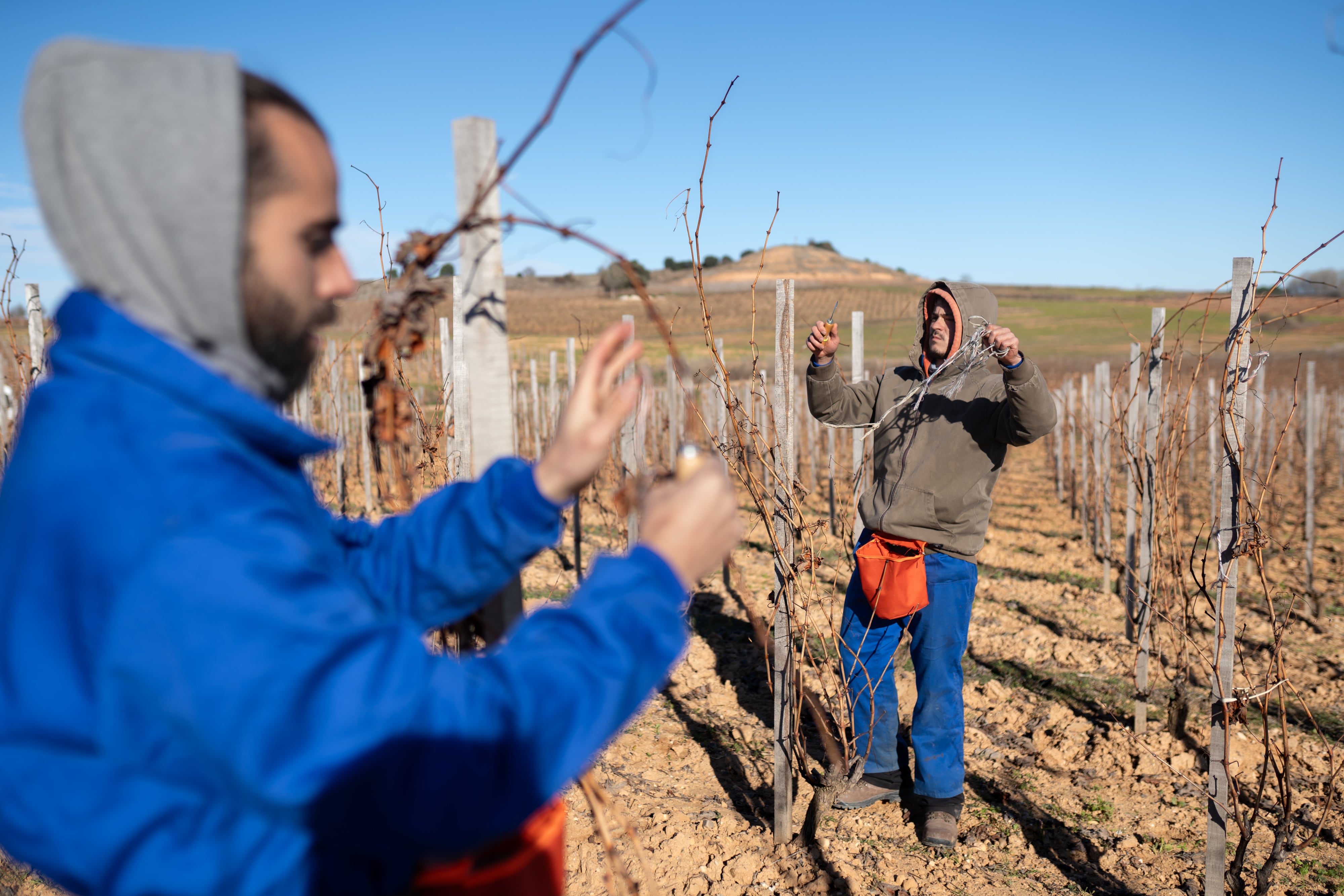 Un bosque de hongos microscópicos para cuidar de las viñas en la Ribera del Duero