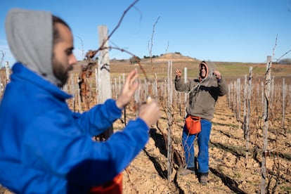 Los trabajadores de Pingus en una de las vi?as de la bodega.