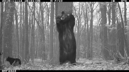 Un oso negro americano se frota la espalda con un árbol.