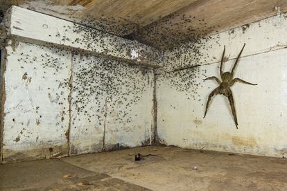 Gil Wizen (Israel / Canadá) encuentra una venenosa araña errante brasileña escondida bajo su cama. Después de notar que había arañas diminutas por toda su habitación, Gil miró debajo de su cama. Allí, guardando su cría, estaba una de las arañas más venenosas del mundo. Antes de trasladarla con seguridad al exterior, fotografió a la araña errante brasileña del tamaño de una mano humana utilizando una perspectiva forzada para hacerla parecer aún más grande. La araña errante brasileña recorre el suelo del bosque por la noche en busca de presas como ranas y cucarachas. Su veneno tóxico puede ser mortal para los mamíferos, incluidos los humanos, pero también tiene usos medicinales.