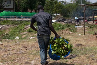 Daniel vive cerca de la playa de Dunga. En la imagen recoge jacintos para alimentar el digestor de biogás.