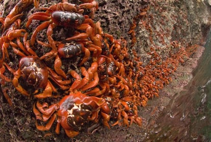 Cangrejos rojos en la isla Navidad (Australia).